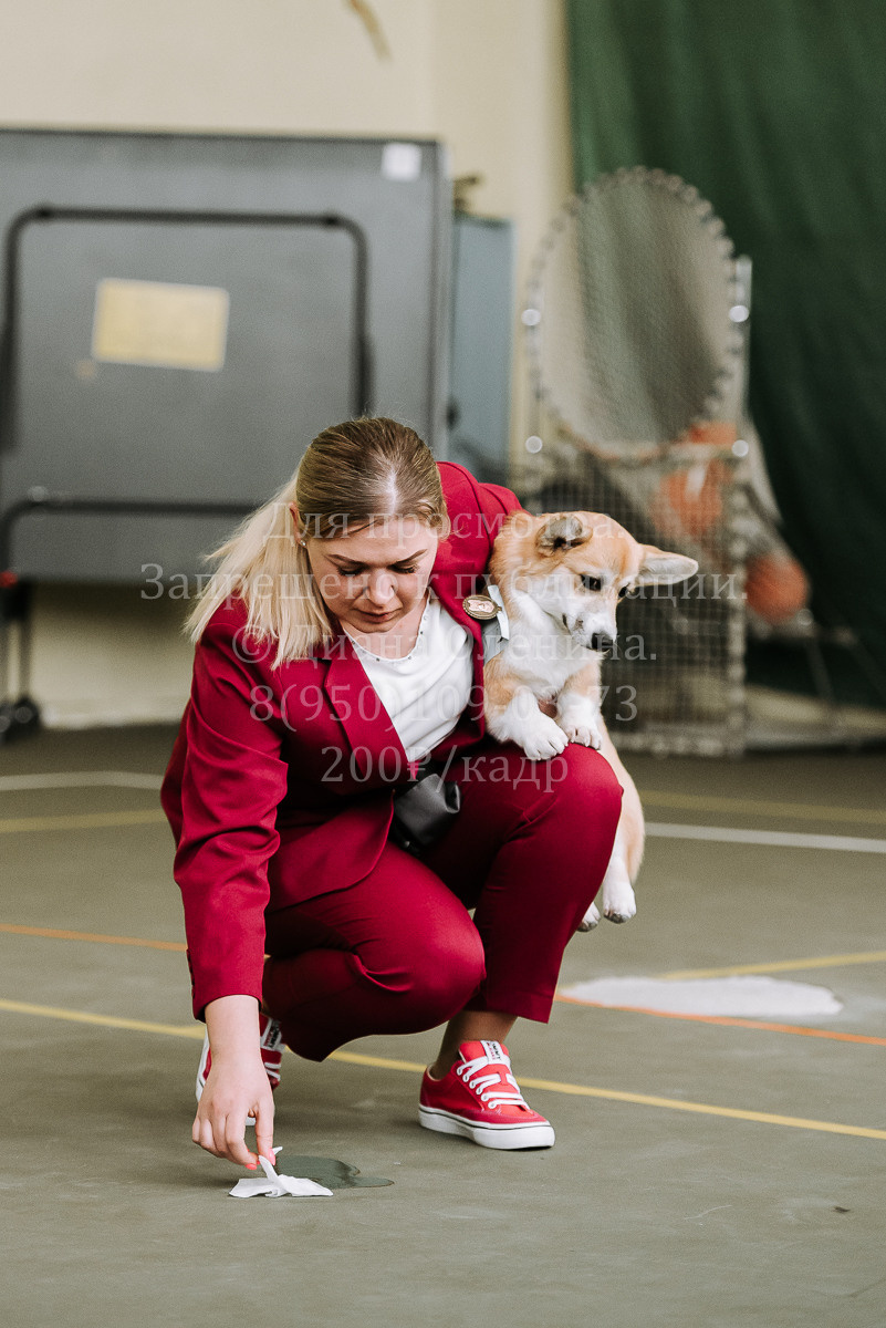 26.03.2022 Выставка собак г. Братск Континенталь. Фотограф Диана Оленина Красноярск / Братск