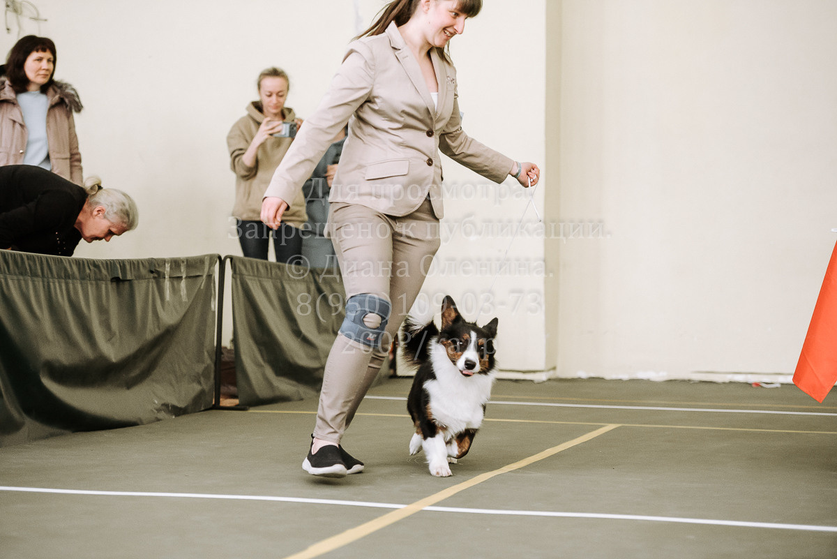 26.03.2022 Выставка собак г. Братск Континенталь. Фотограф Диана Оленина Красноярск / Братск