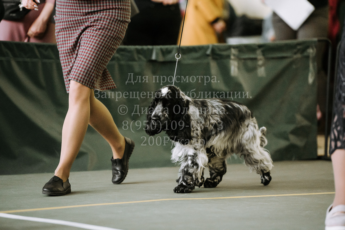 26.03.2022 Выставка собак г. Братск Континенталь. Фотограф Диана Оленина Красноярск / Братск