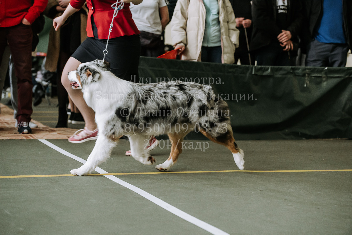 26.03.2022 Выставка собак г. Братск Континенталь. Фотограф Диана Оленина Красноярск / Братск