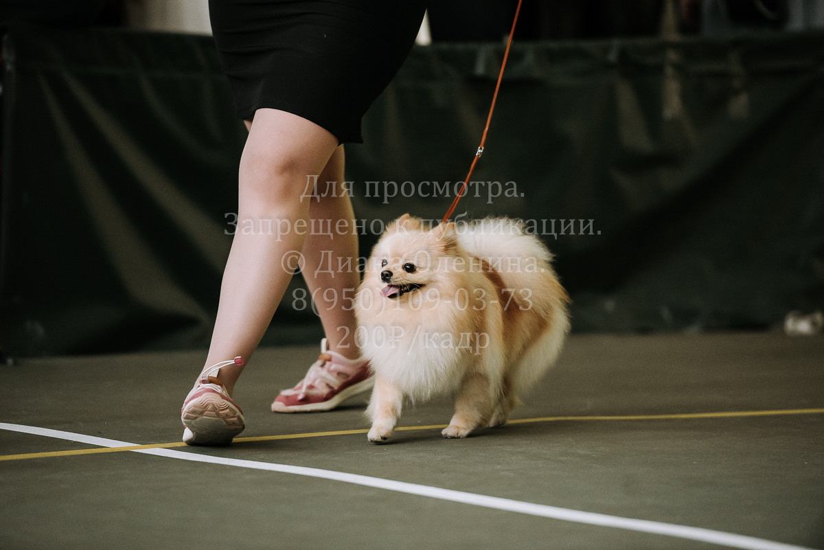 26.03.2022 Выставка собак г. Братск Континенталь. Фотограф Диана Оленина Красноярск / Братск