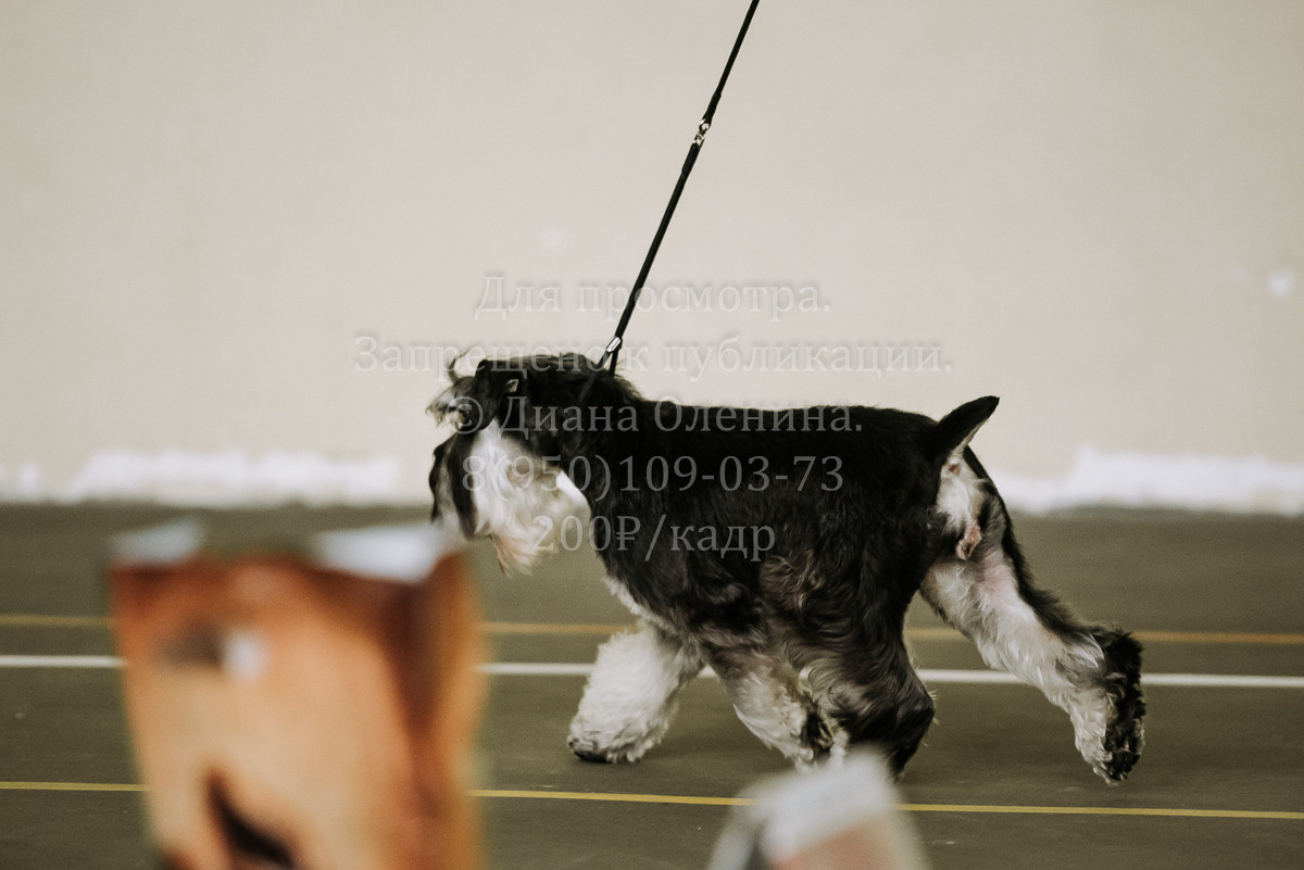 26.03.2022 Выставка собак г. Братск Континенталь. Фотограф Диана Оленина Красноярск / Братск