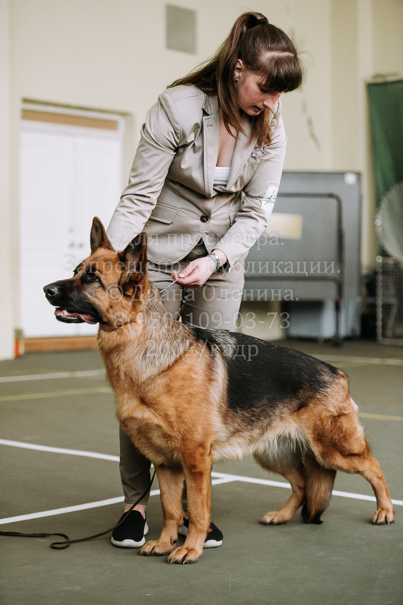 26.03.2022 Выставка собак г. Братск Континенталь. Фотограф Диана Оленина Красноярск / Братск
