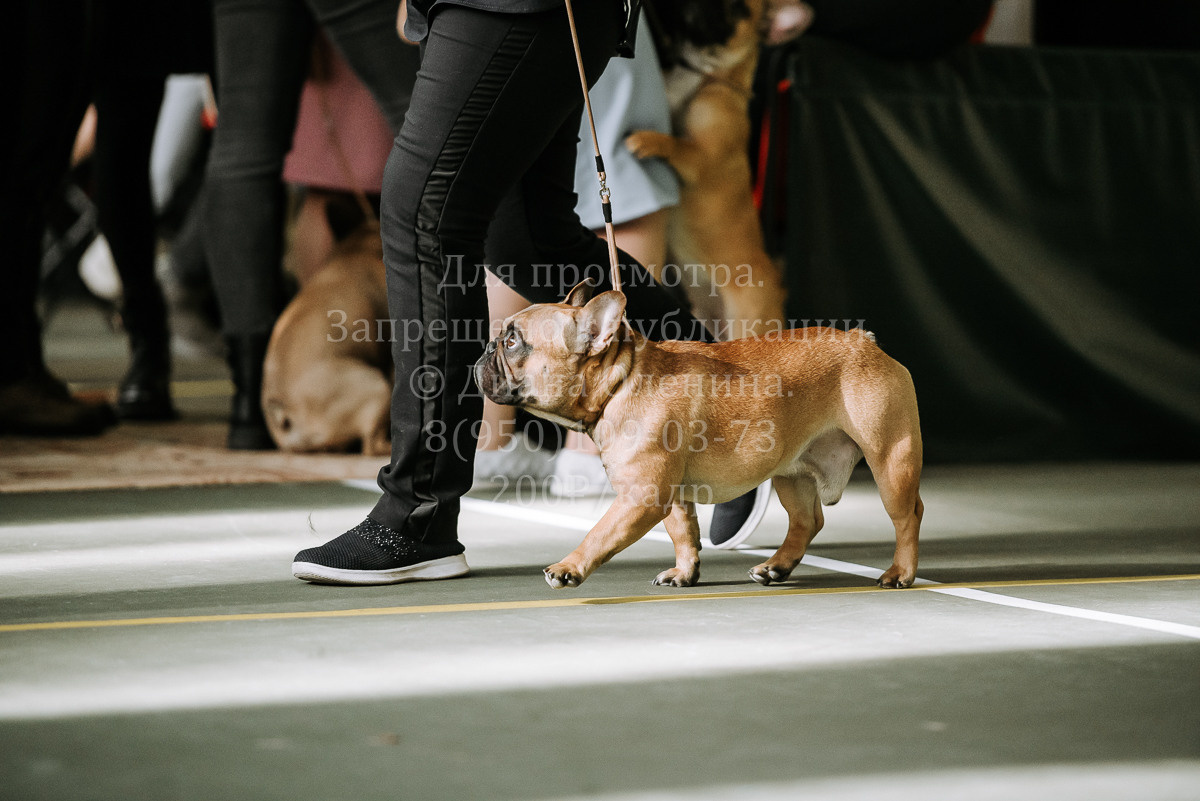 26.03.2022 Выставка собак г. Братск Континенталь. Фотограф Диана Оленина Красноярск / Братск