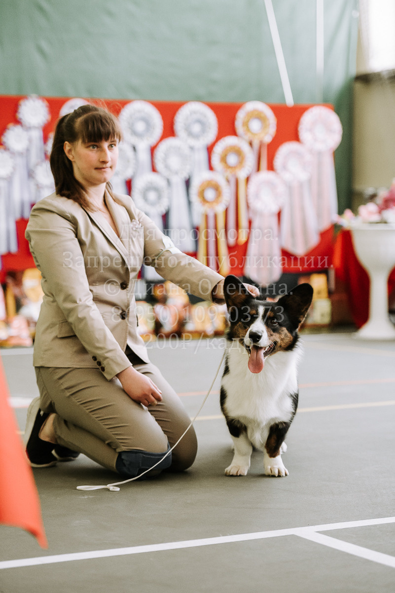 26.03.2022 Выставка собак г. Братск Континенталь. Фотограф Диана Оленина Красноярск / Братск