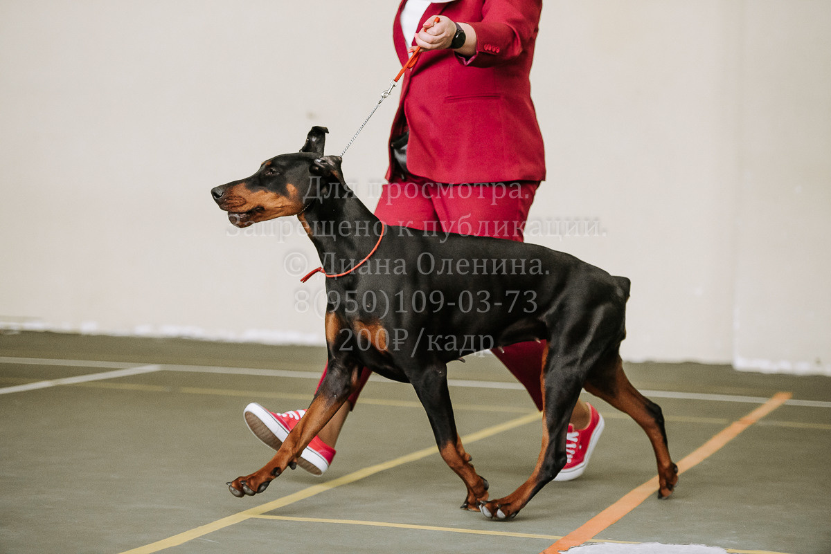 26.03.2022 Выставка собак г. Братск Континенталь. Фотограф Диана Оленина Красноярск / Братск