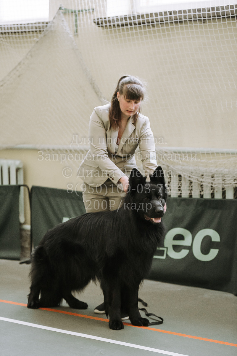26.03.2022 Выставка собак г. Братск Континенталь. Фотограф Диана Оленина Красноярск / Братск