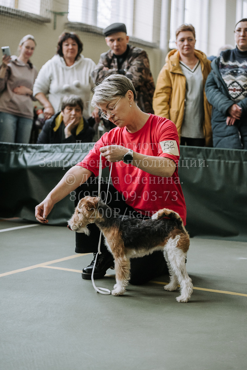 26.03.2022 Выставка собак г. Братск Континенталь. Фотограф Диана Оленина Красноярск / Братск