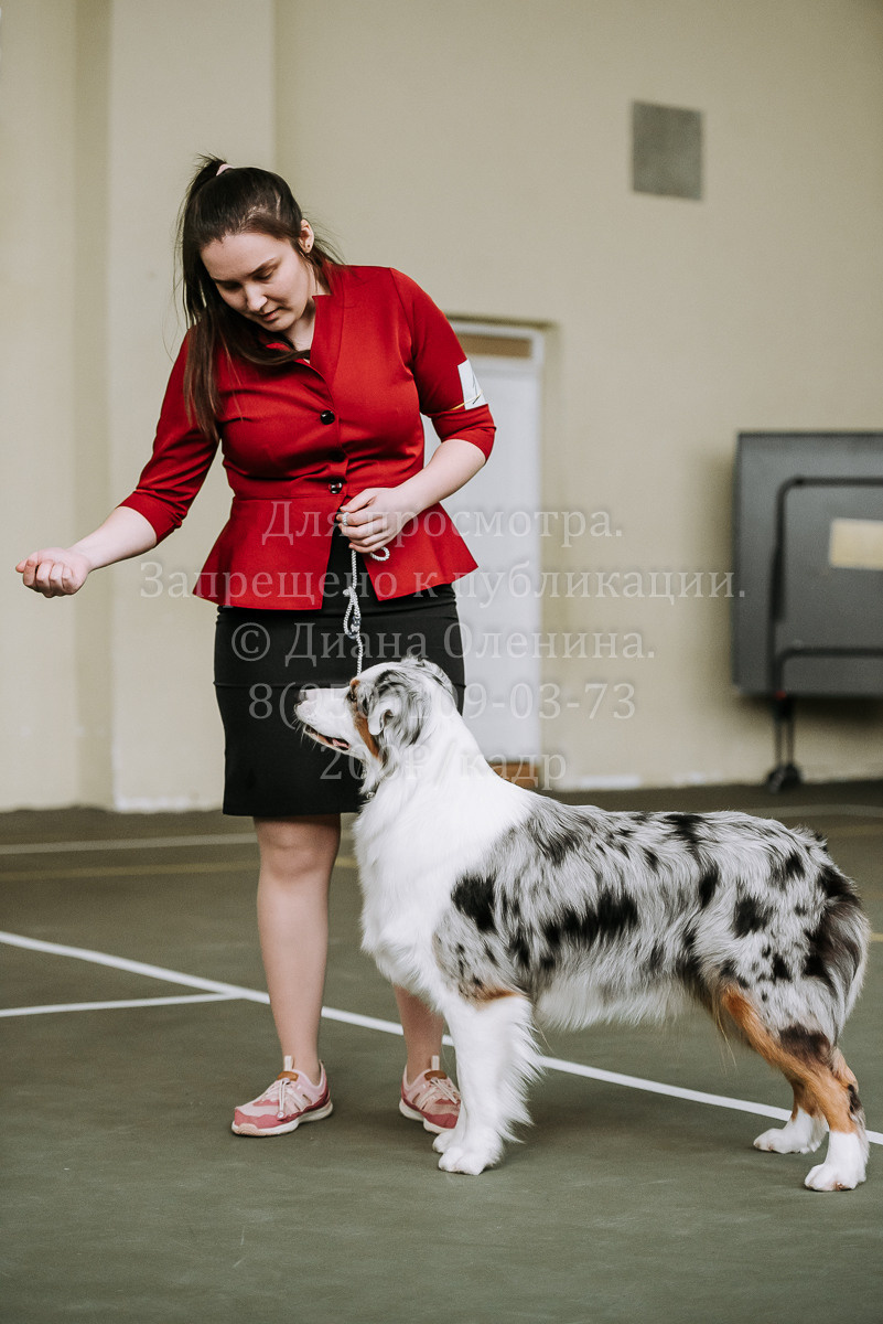 26.03.2022 Выставка собак г. Братск Континенталь. Фотограф Диана Оленина Красноярск / Братск