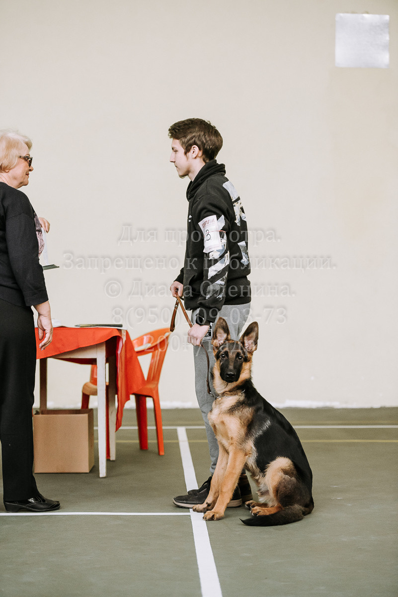 26.03.2022 Выставка собак г. Братск Континенталь. Фотограф Диана Оленина Красноярск / Братск