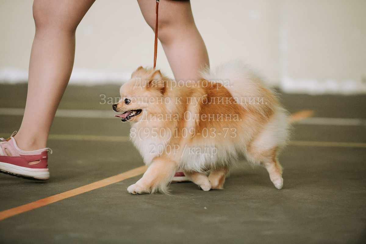 26.03.2022 Выставка собак г. Братск Континенталь. Фотограф Диана Оленина Красноярск / Братск