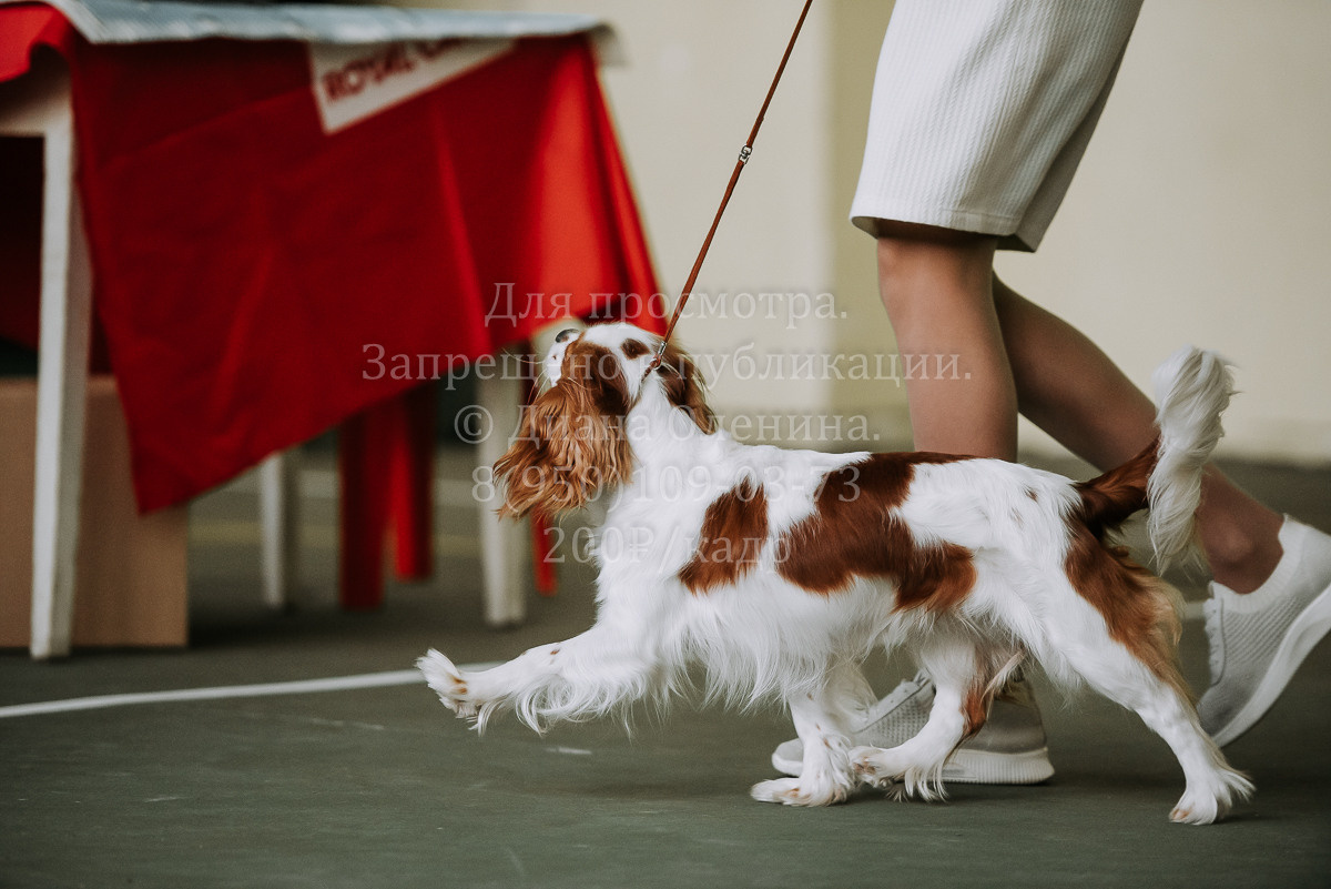 26.03.2022 Выставка собак г. Братск Континенталь. Фотограф Диана Оленина Красноярск / Братск