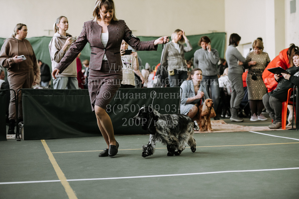 26.03.2022 Выставка собак г. Братск Континенталь. Фотограф Диана Оленина Красноярск / Братск