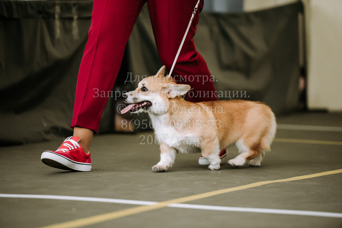 26.03.2022 Выставка собак г. Братск Континенталь. Фотограф Диана Оленина Красноярск / Братск