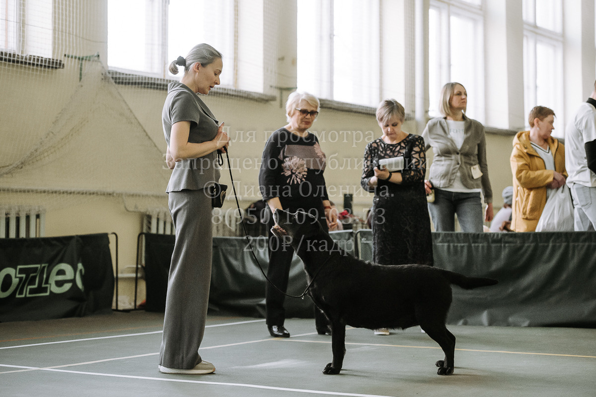 26.03.2022 Выставка собак г. Братск Континенталь. Фотограф Диана Оленина Красноярск / Братск
