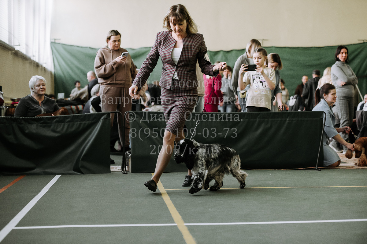 26.03.2022 Выставка собак г. Братск Континенталь. Фотограф Диана Оленина Красноярск / Братск