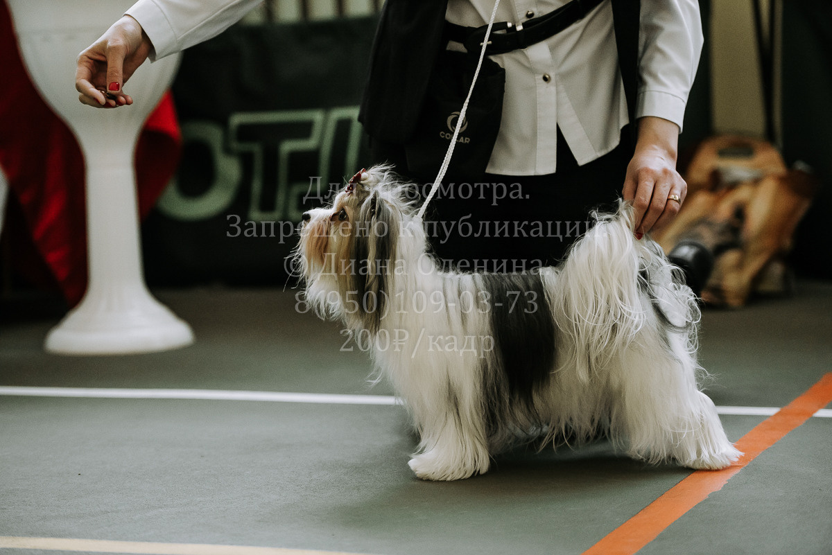 26.03.2022 Выставка собак г. Братск Континенталь. Фотограф Диана Оленина Красноярск / Братск