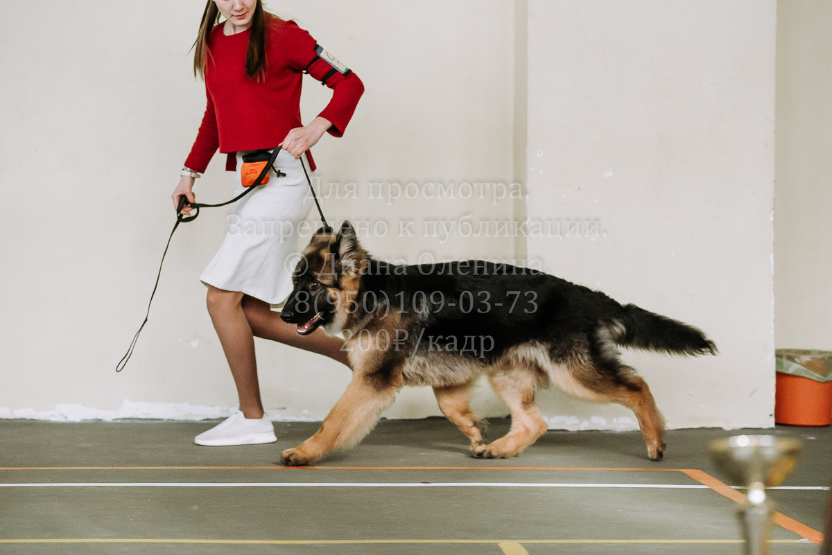 26.03.2022 Выставка собак г. Братск Континенталь. Фотограф Диана Оленина Красноярск / Братск