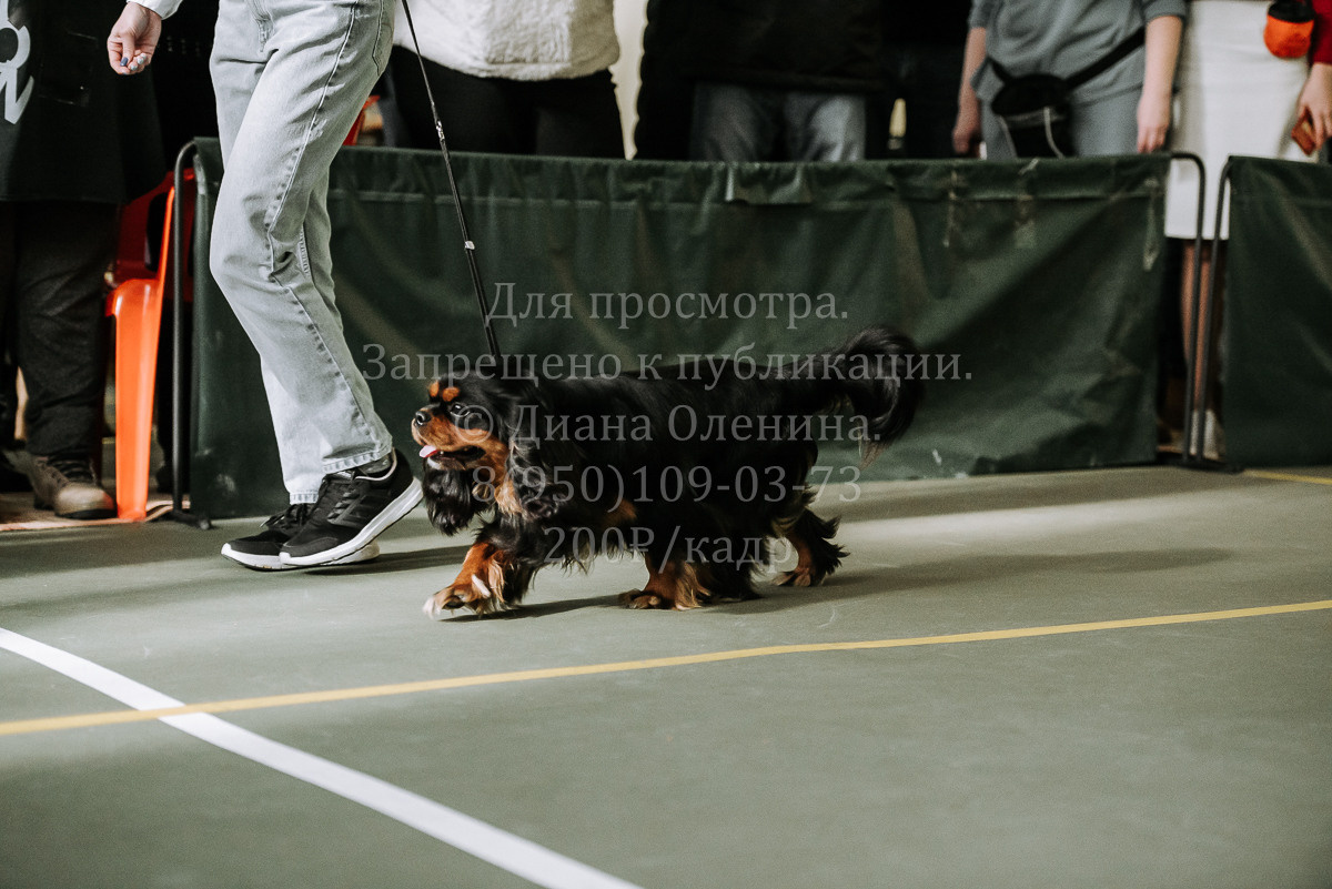 26.03.2022 Выставка собак г. Братск Континенталь. Фотограф Диана Оленина Красноярск / Братск