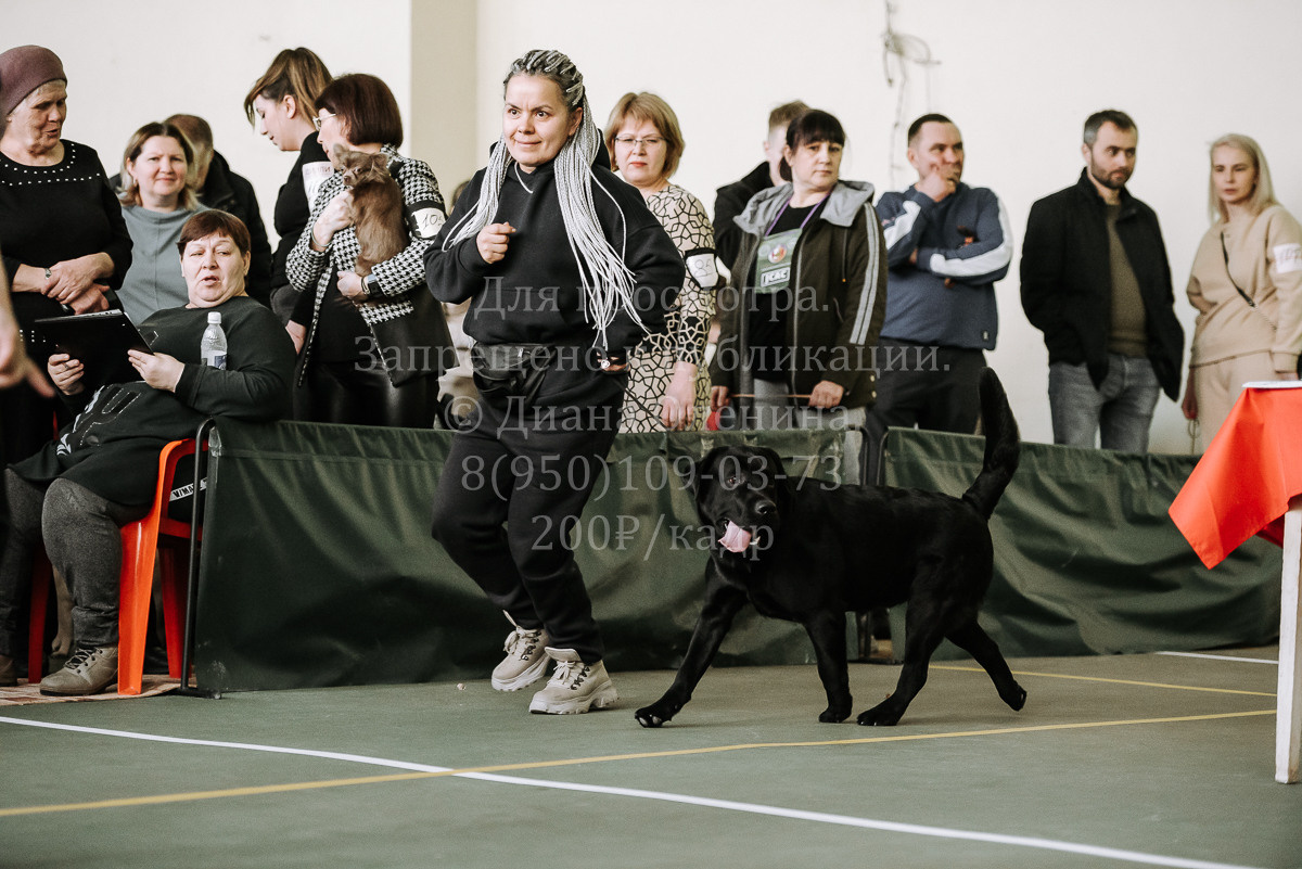 26.03.2022 Выставка собак г. Братск Континенталь. Фотограф Диана Оленина Красноярск / Братск