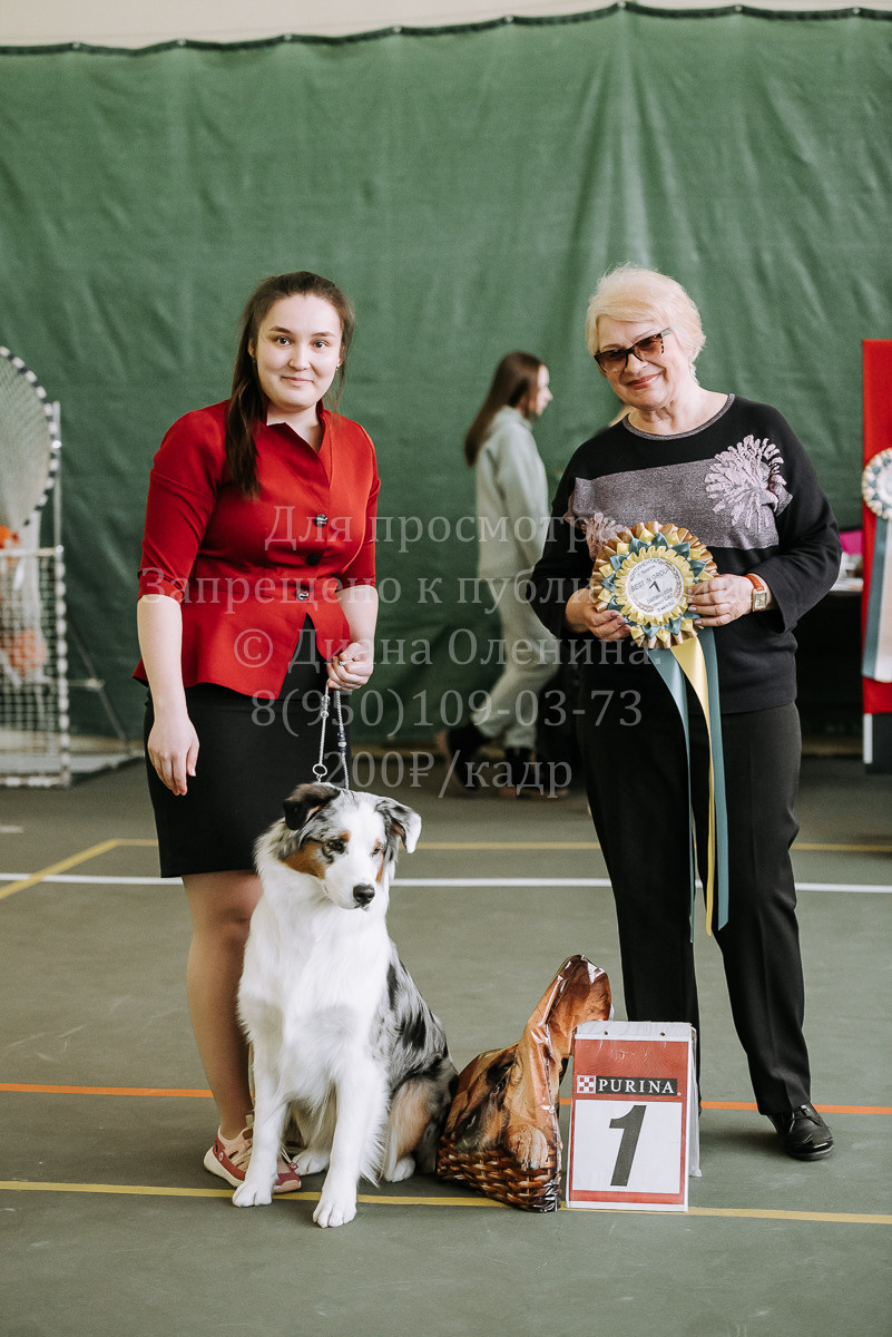26.03.2022 Выставка собак г. Братск Континенталь. Фотограф Диана Оленина Красноярск / Братск