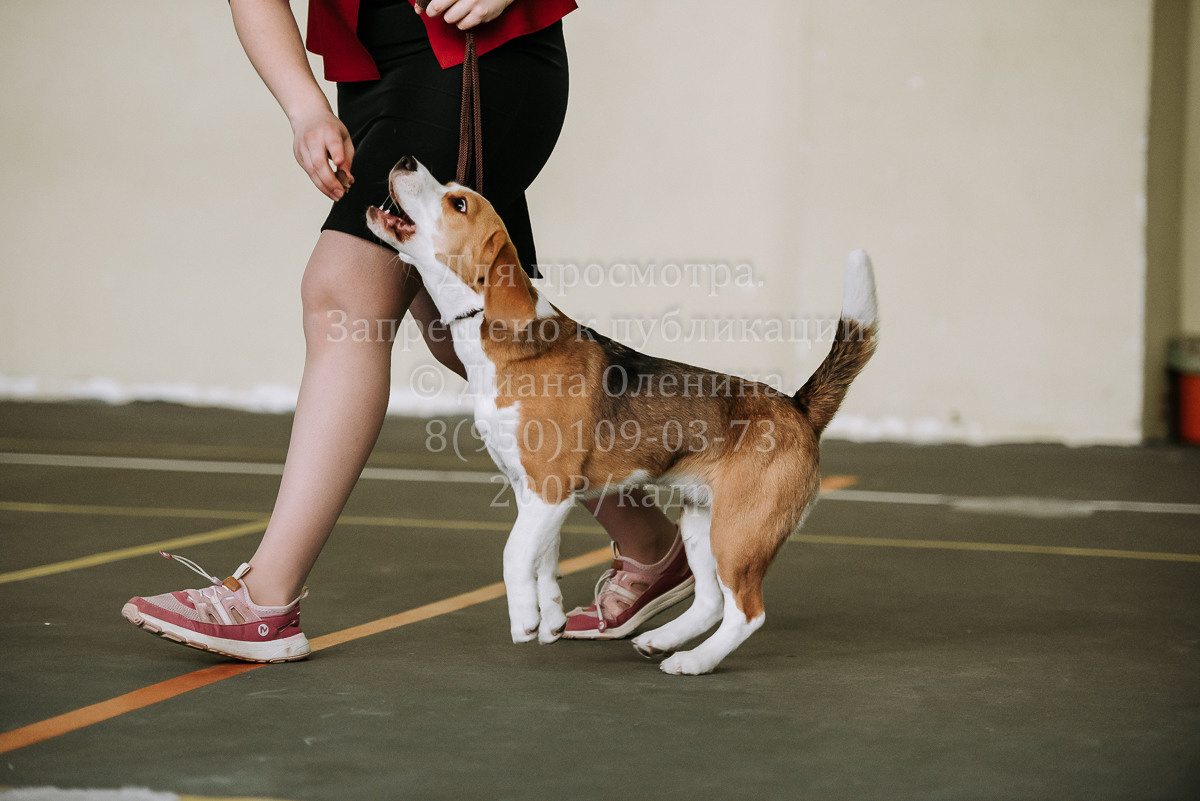 26.03.2022 Выставка собак г. Братск Континенталь. Фотограф Диана Оленина Красноярск / Братск