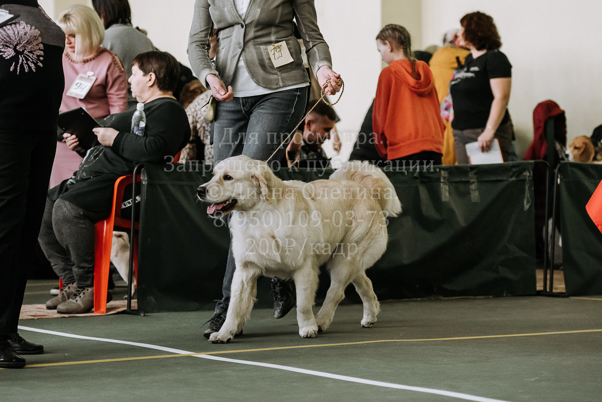 26.03.2022 Выставка собак г. Братск Континенталь. Фотограф Диана Оленина Красноярск / Братск