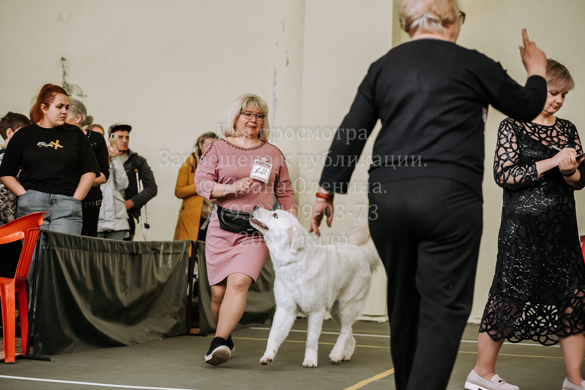 26.03.2022 Выставка собак г. Братск Континенталь. Фотограф Диана Оленина Красноярск / Братск
