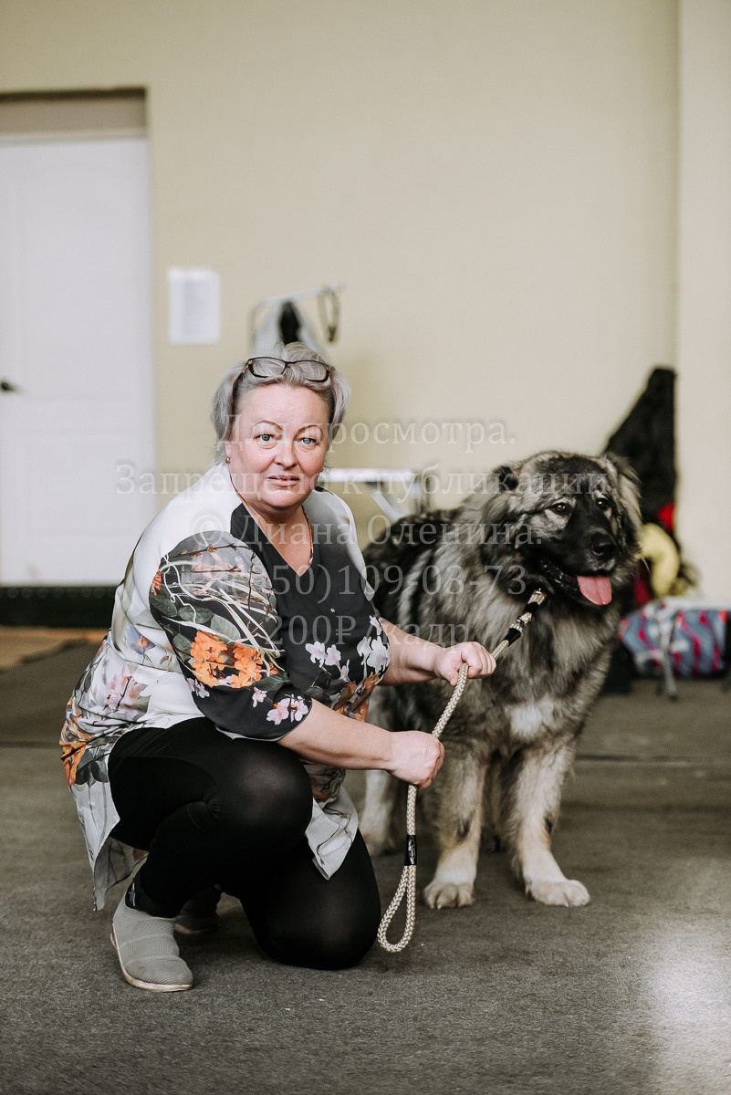 26.03.2022 Выставка собак г. Братск Континенталь. Фотограф Диана Оленина Красноярск / Братск