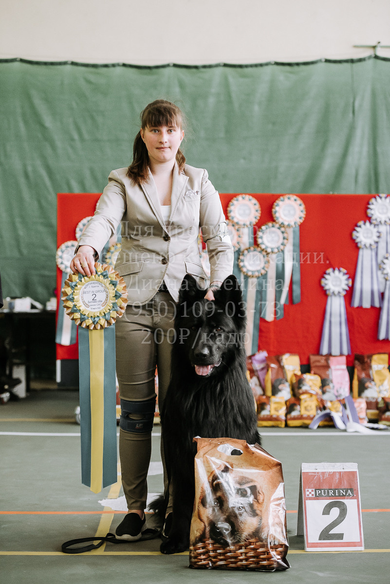 26.03.2022 Выставка собак г. Братск Континенталь. Фотограф Диана Оленина Красноярск / Братск