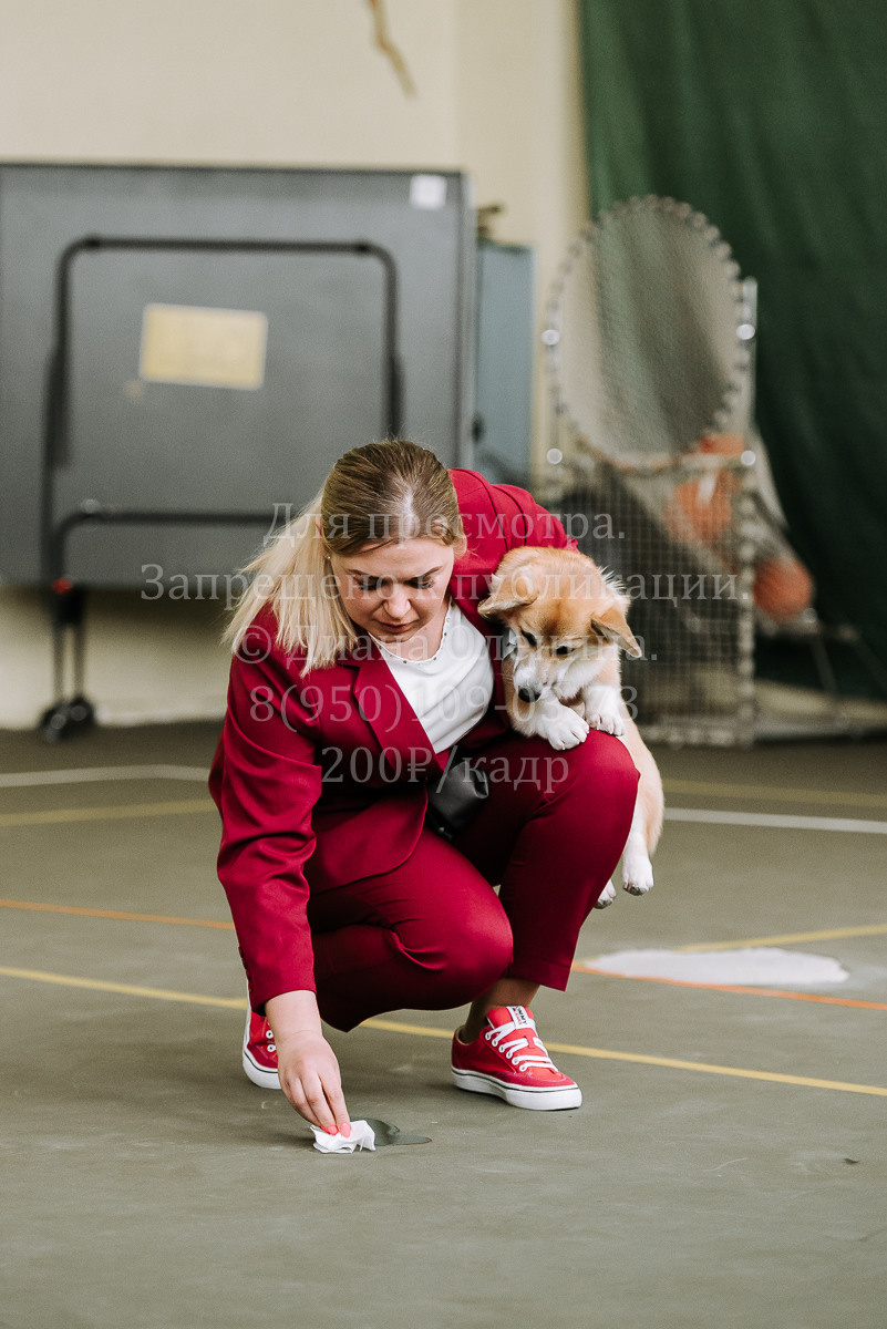 26.03.2022 Выставка собак г. Братск Континенталь. Фотограф Диана Оленина Красноярск / Братск