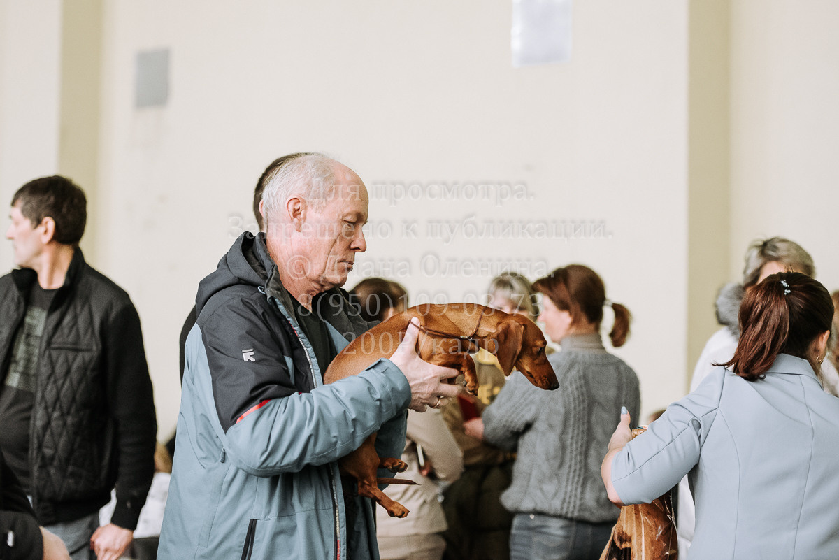 26.03.2022 Выставка собак г. Братск Континенталь. Фотограф Диана Оленина Красноярск / Братск