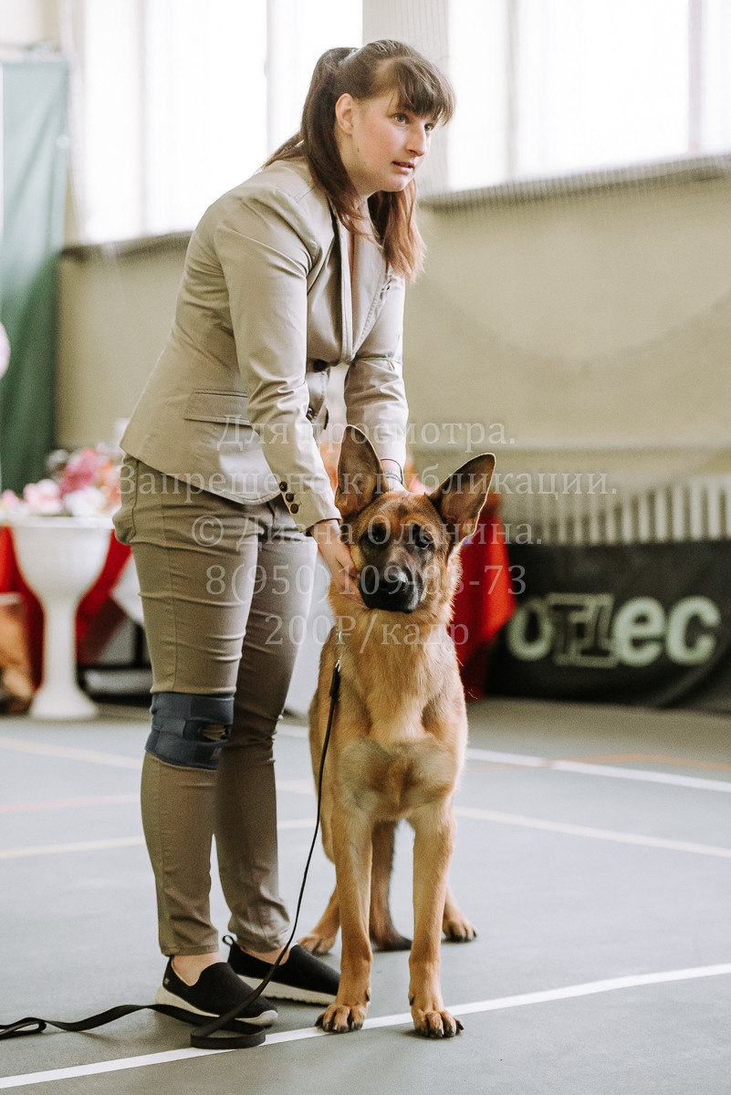 26.03.2022 Выставка собак г. Братск Континенталь. Фотограф Диана Оленина Красноярск / Братск