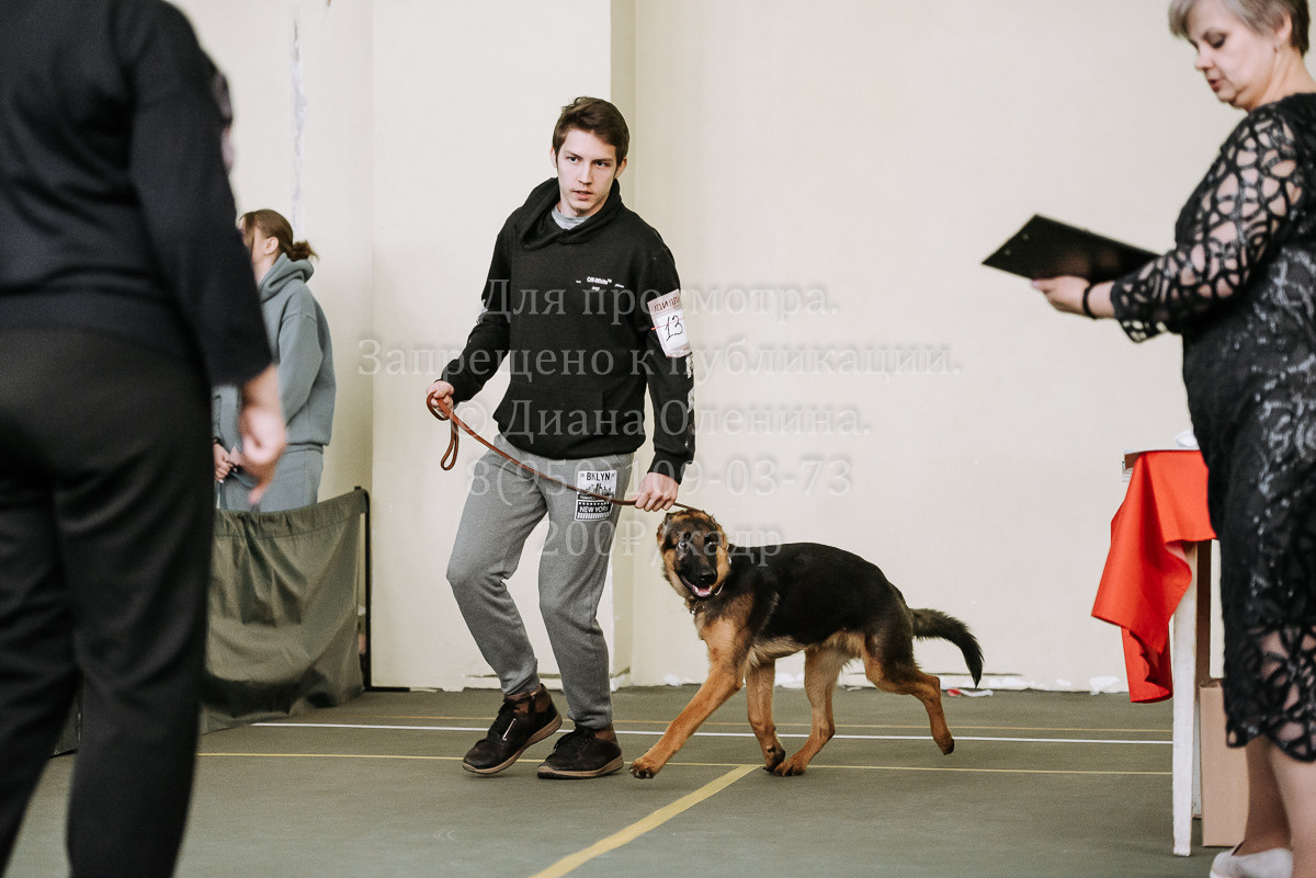 26.03.2022 Выставка собак г. Братск Континенталь. Фотограф Диана Оленина Красноярск / Братск