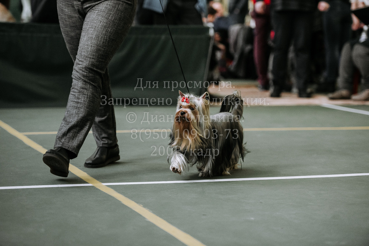 26.03.2022 Выставка собак г. Братск Континенталь. Фотограф Диана Оленина Красноярск / Братск