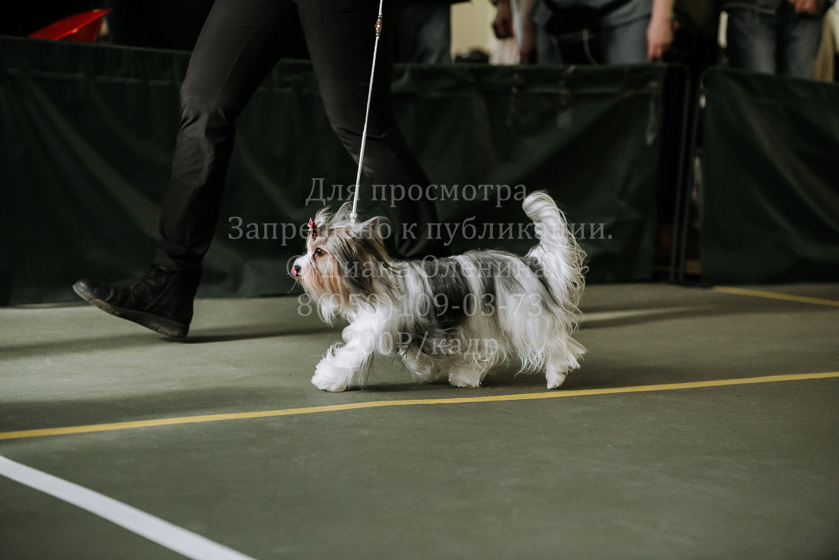 26.03.2022 Выставка собак г. Братск Континенталь. Фотограф Диана Оленина Красноярск / Братск