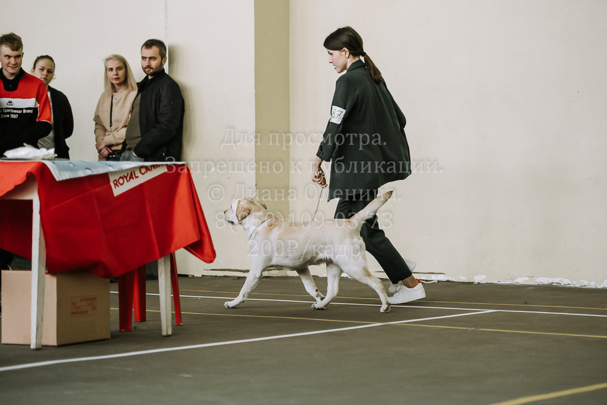26.03.2022 Выставка собак г. Братск Континенталь. Фотограф Диана Оленина Красноярск / Братск