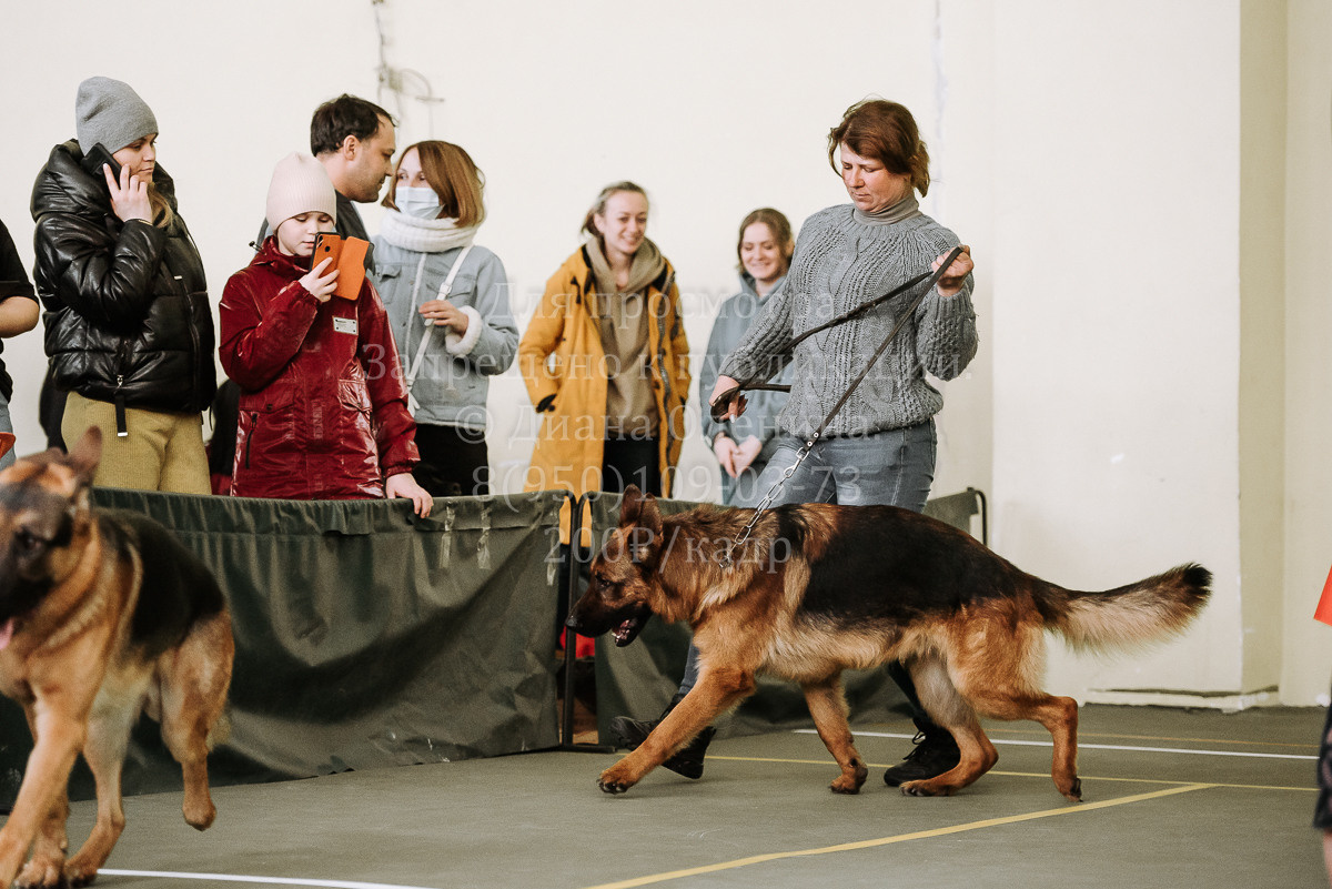 26.03.2022 Выставка собак г. Братск Континенталь. Фотограф Диана Оленина Красноярск / Братск