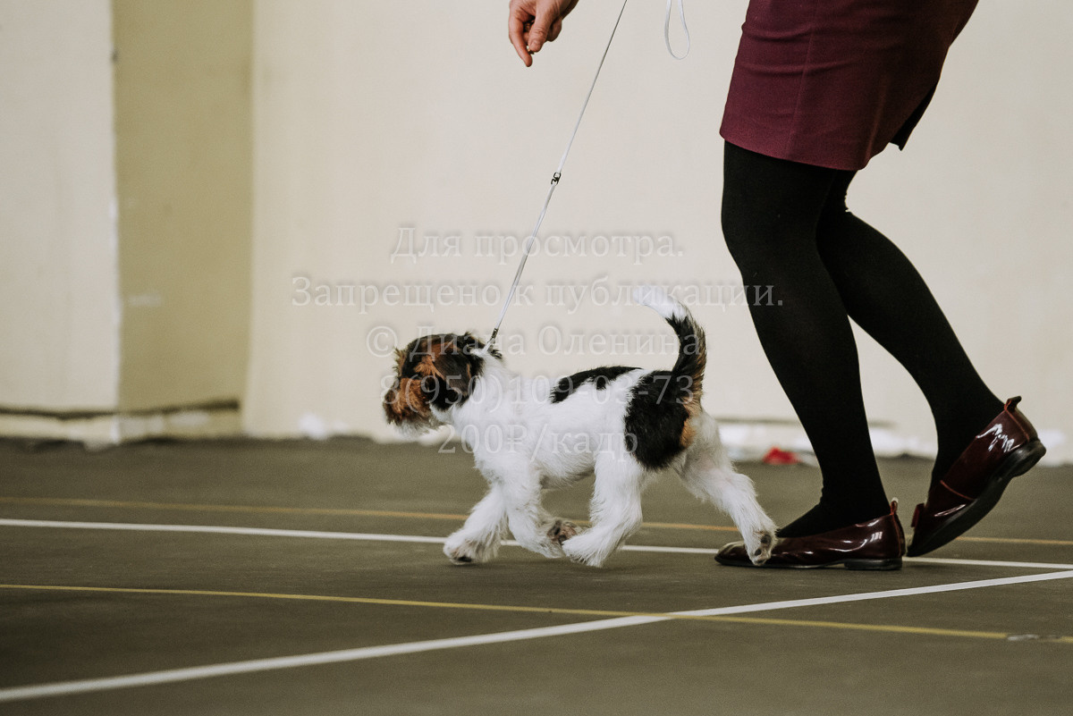26.03.2022 Выставка собак г. Братск Континенталь. Фотограф Диана Оленина Красноярск / Братск