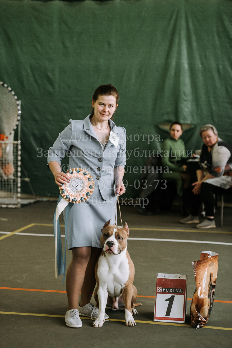 26.03.2022 Выставка собак г. Братск Континенталь. Фотограф Диана Оленина Красноярск / Братск
