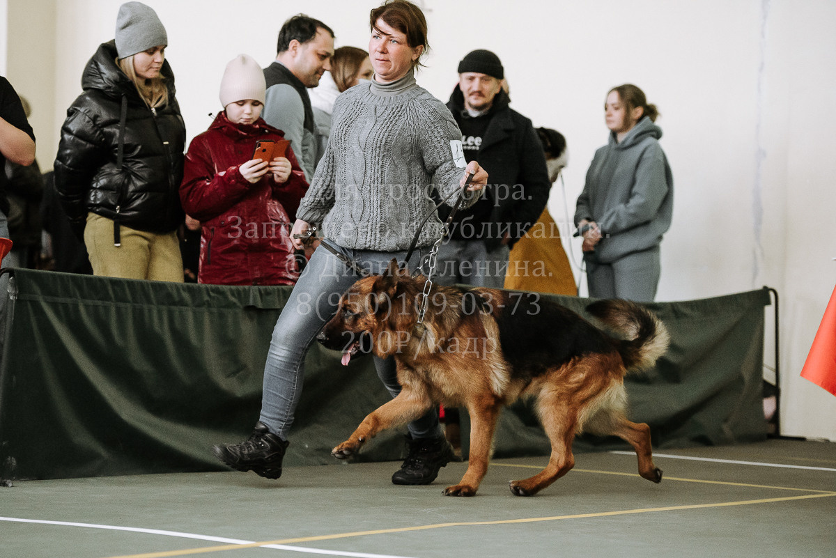26.03.2022 Выставка собак г. Братск Континенталь. Фотограф Диана Оленина Красноярск / Братск