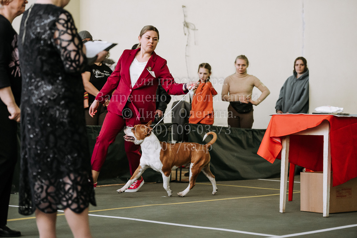 26.03.2022 Выставка собак г. Братск Континенталь. Фотограф Диана Оленина Красноярск / Братск