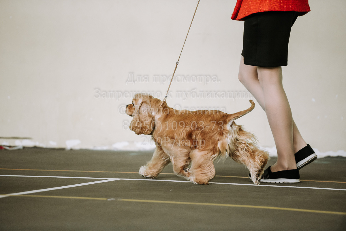 26.03.2022 Выставка собак г. Братск Континенталь. Фотограф Диана Оленина Красноярск / Братск