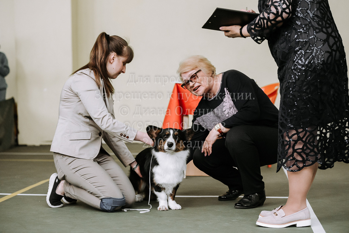 26.03.2022 Выставка собак г. Братск Континенталь. Фотограф Диана Оленина Красноярск / Братск