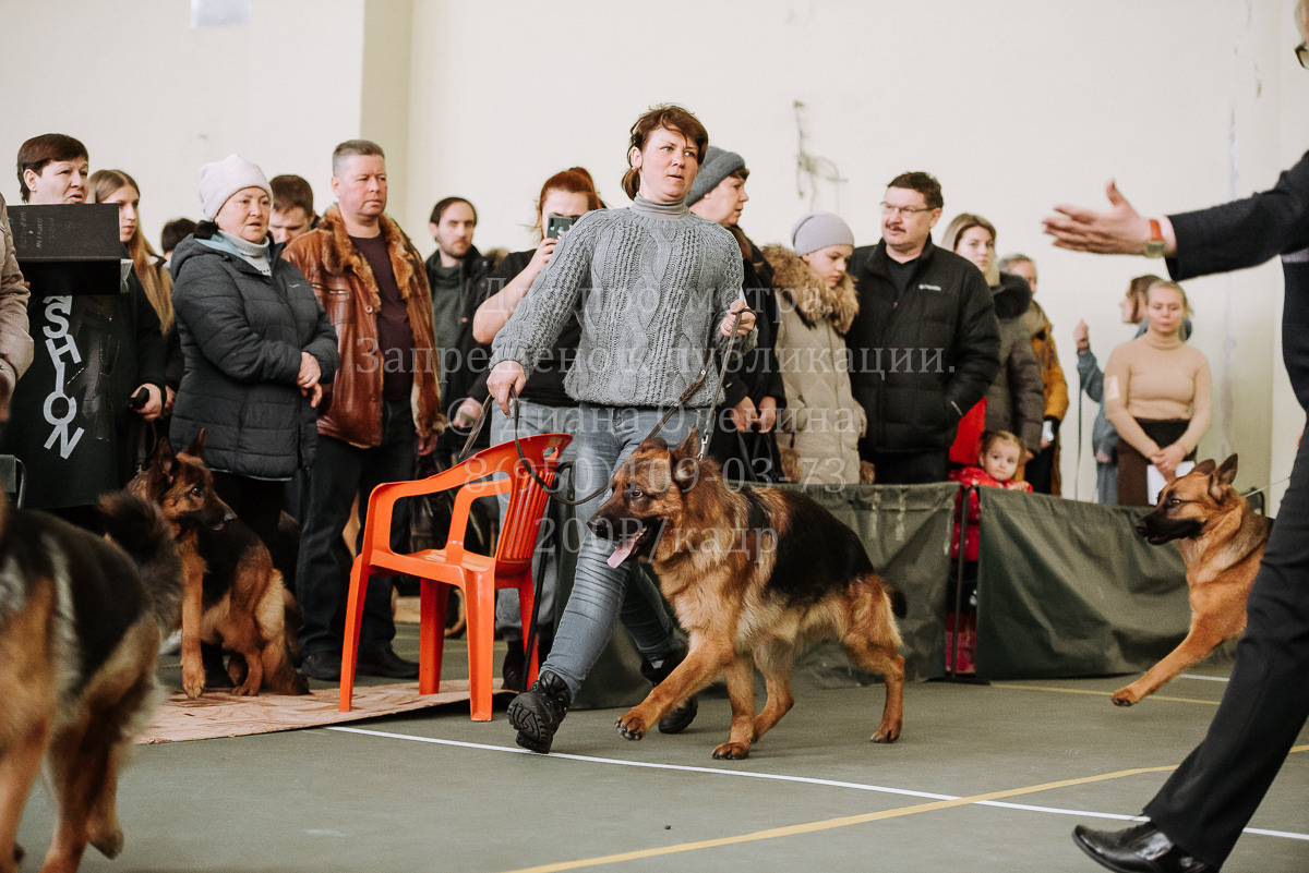 26.03.2022 Выставка собак г. Братск Континенталь. Фотограф Диана Оленина Красноярск / Братск