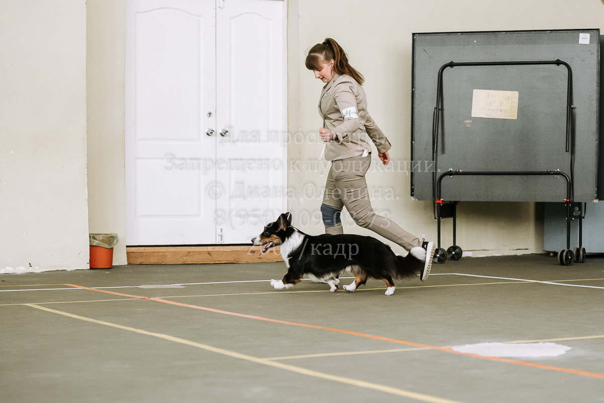 26.03.2022 Выставка собак г. Братск Континенталь. Фотограф Диана Оленина Красноярск / Братск