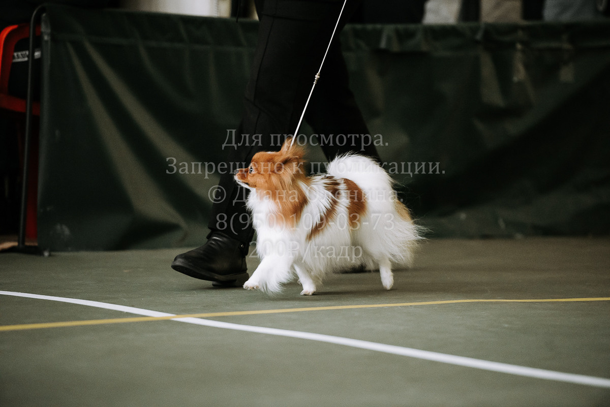 26.03.2022 Выставка собак г. Братск Континенталь. Фотограф Диана Оленина Красноярск / Братск