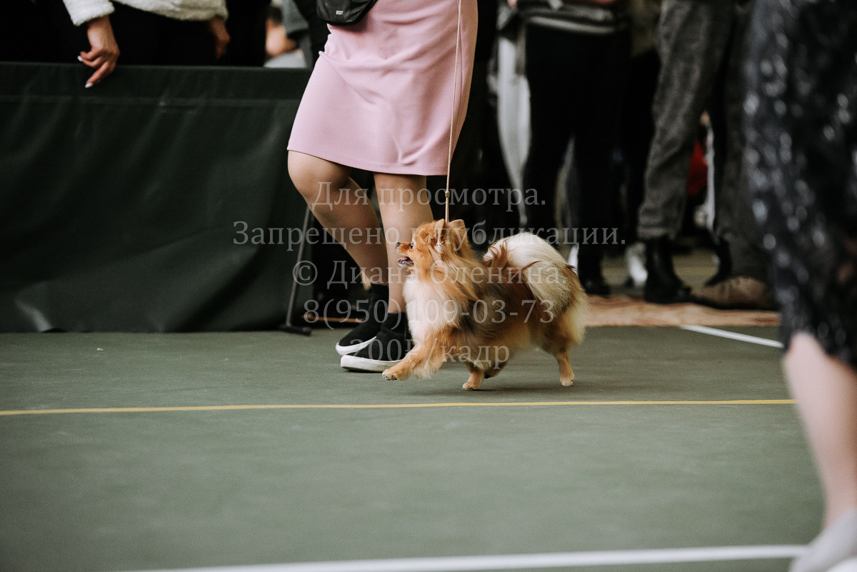 26.03.2022 Выставка собак г. Братск Континенталь. Фотограф Диана Оленина Красноярск / Братск
