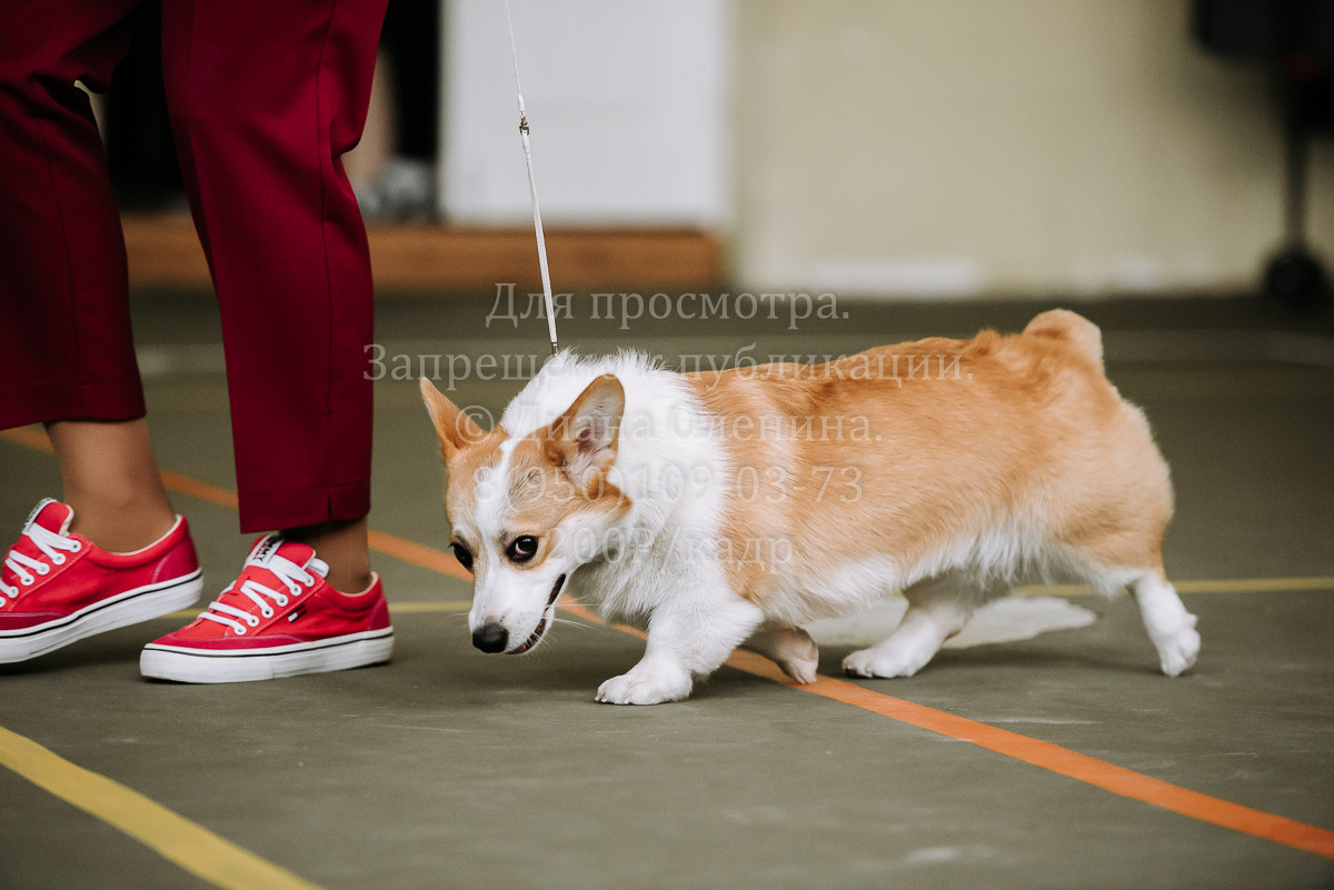 26.03.2022 Выставка собак г. Братск Континенталь. Фотограф Диана Оленина Красноярск / Братск