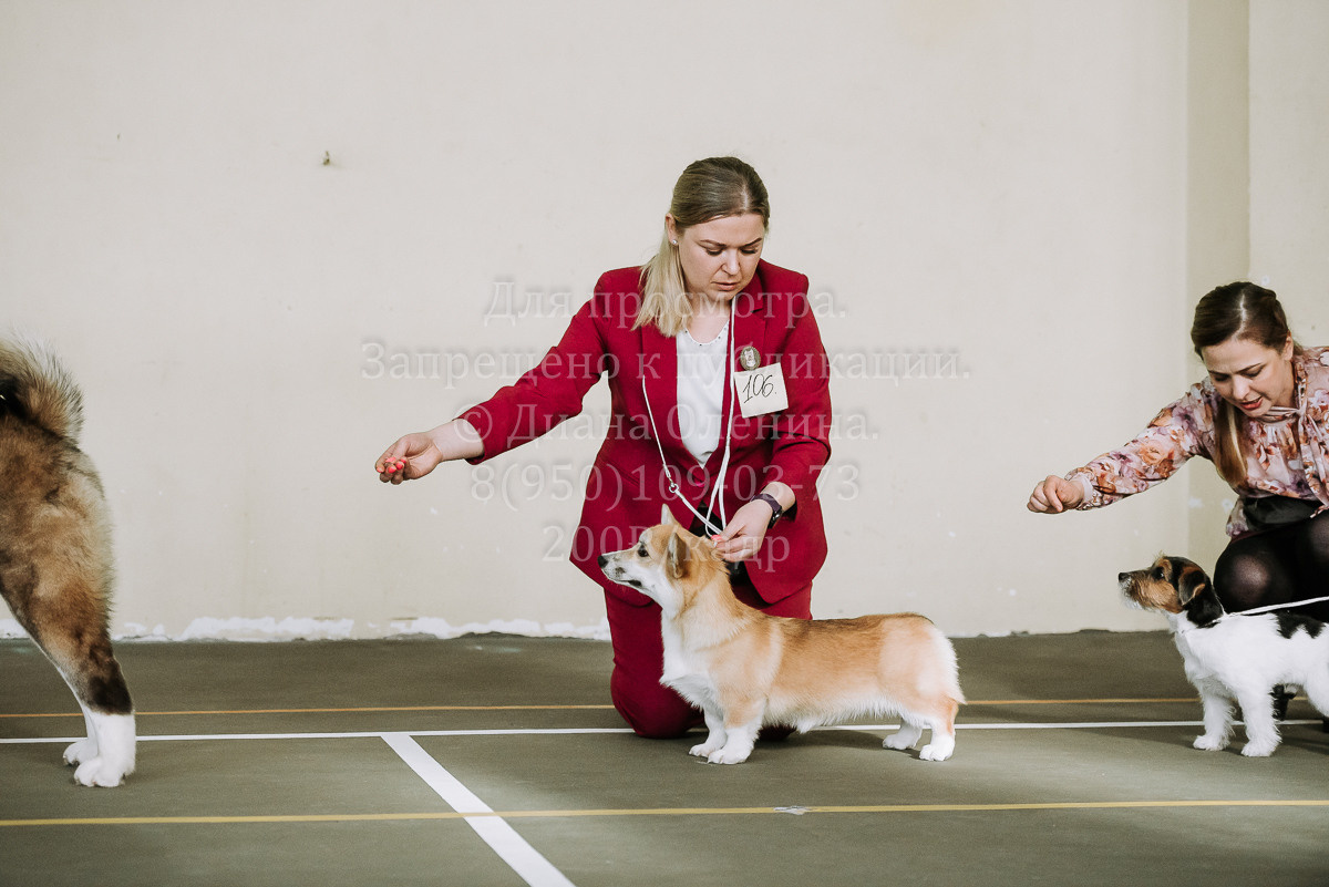 26.03.2022 Выставка собак г. Братск Континенталь. Фотограф Диана Оленина Красноярск / Братск